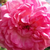 Rosa - Rose Climber - Jasmina ®